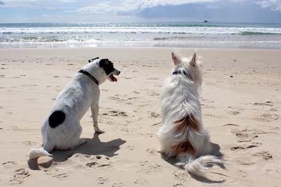 image for Summer travel tips from the dog